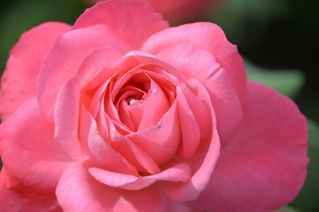 Foto primer plano de una rosa rosada