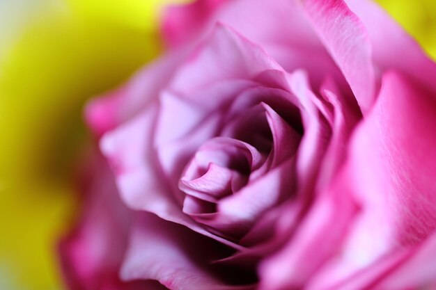 Foto primer plano de una rosa rosada