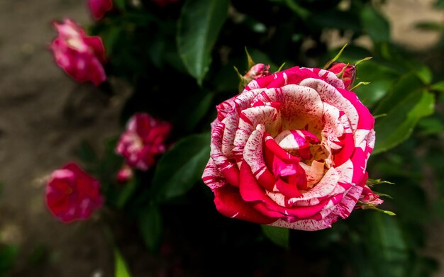 Foto primer plano de la rosa rosada