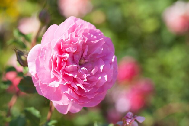 Primer plano de una rosa rosada