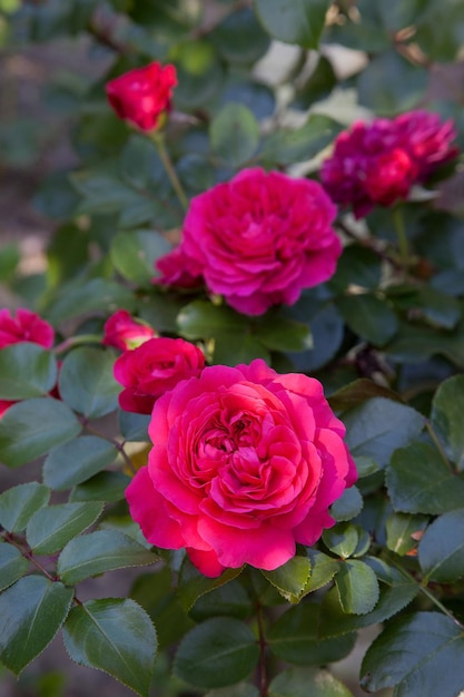 Foto primer plano de una rosa rosada