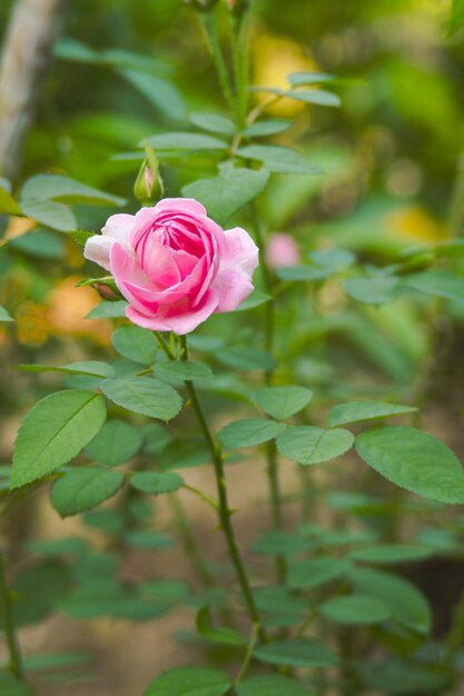 Primer plano de una rosa rosada