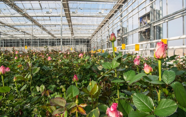 Primer plano de una rosa sobre un fondo floral borroso en un invernadero