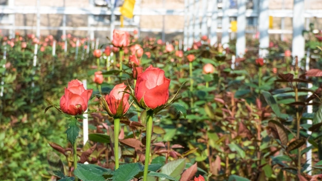 Primer plano de una rosa sobre un fondo floral borroso en un invernadero