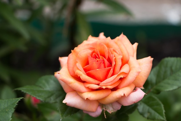 primer plano de rosa de té fresco floreciente