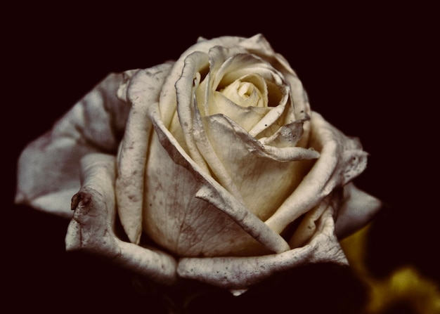 Primer plano de la rosa