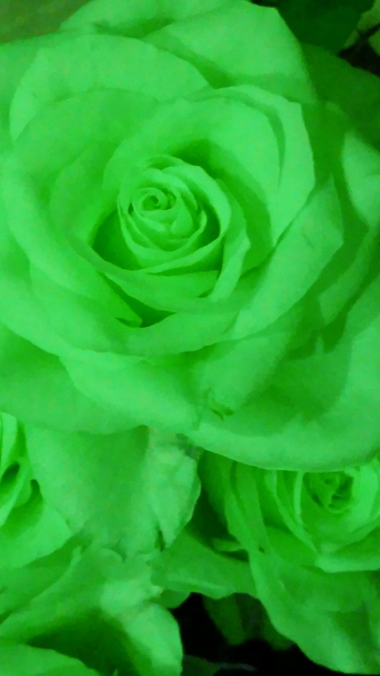 Foto primer plano de la rosa