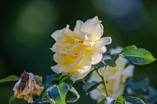 Primer plano de rosas blancas y amarillas sobre un fondo verde.