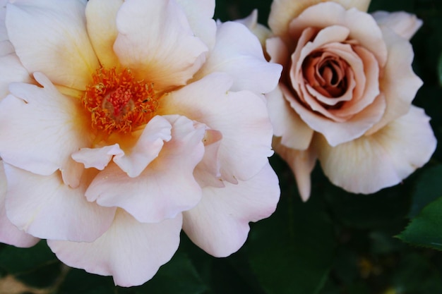 Foto primer plano de las rosas blancas