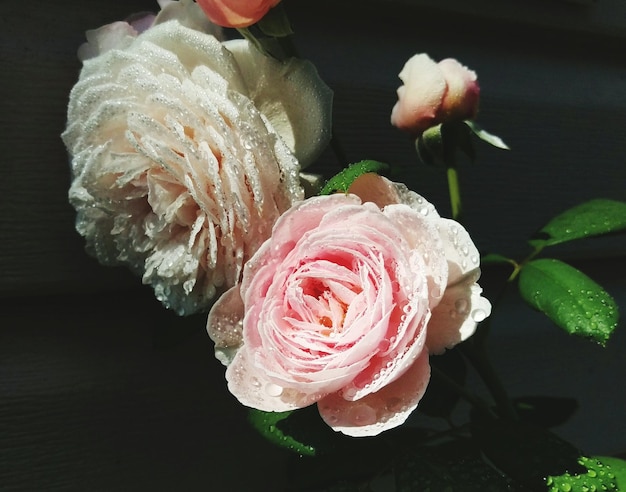 Primer plano de rosas húmedas que florecen al aire libre