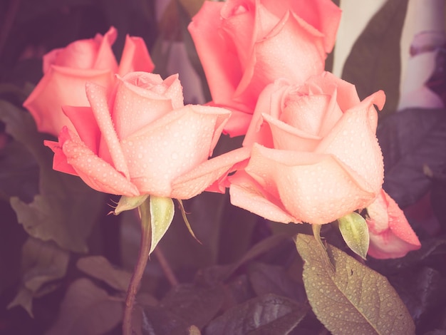 Un primer plano de las rosas que florecen al aire libre