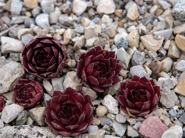 Foto primer plano de rosas en las rocas