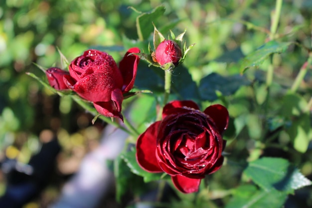 Primer plano de rosas rojas húmedas que florecen al aire libre