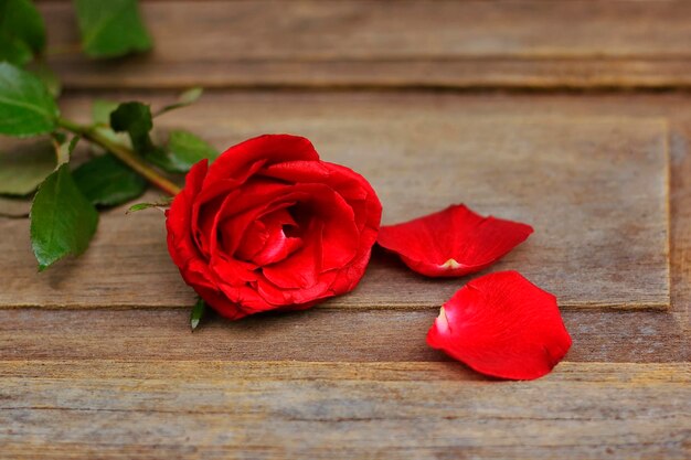 Foto primer plano de rosas rojas en la mesa