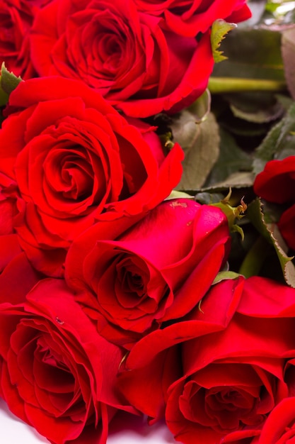 Foto primer plano de rosas rojas sobre fondo blanco.