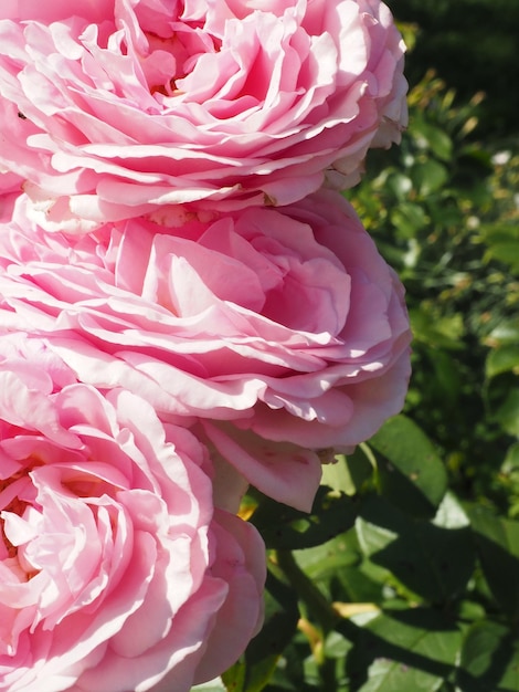 Un primer plano de rosas rosadas con la palabra rosa