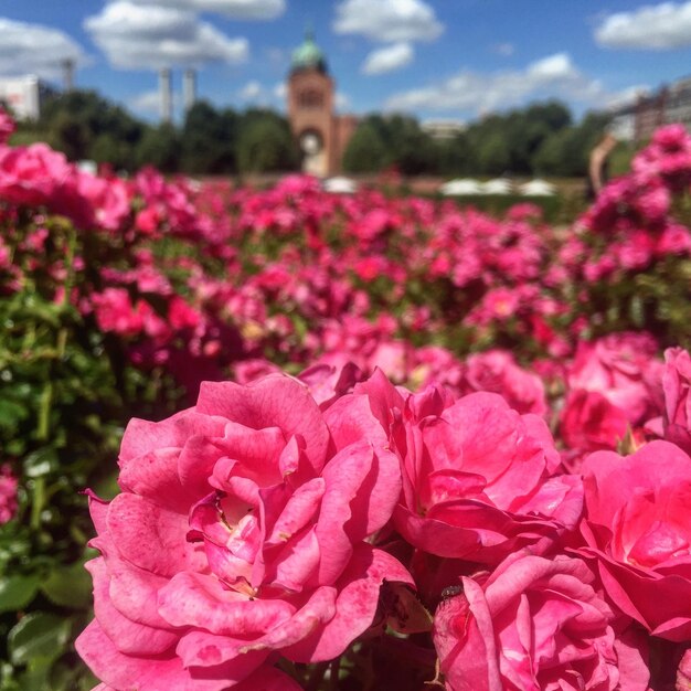 Foto primer plano de las rosas rosadas que florecen en el campo