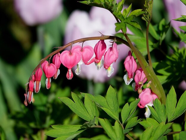 Primer plano de las rosas rosas en la planta