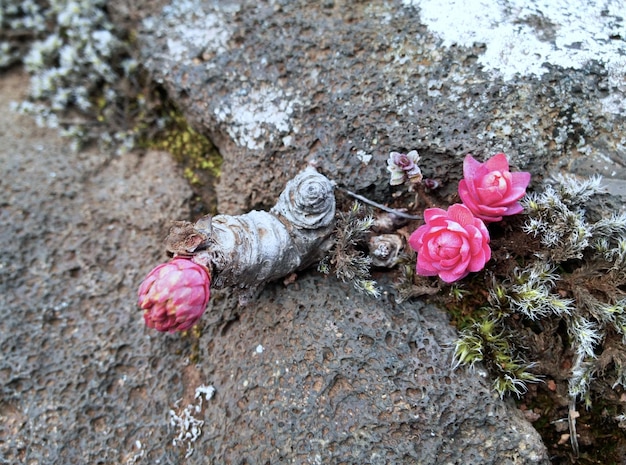 Foto primer plano de rosas rosas en la roca