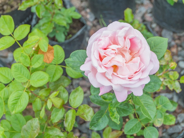 Primer plano, rosas rosas vivas de Bush.