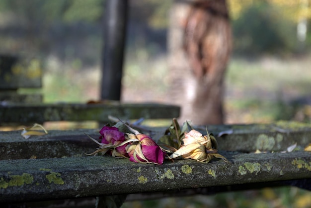 Foto primer plano de rosas secas en la roca