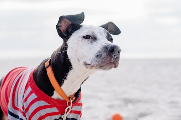 Primer plano rostro interesado de un cachorro de Staffordshire Terrier.