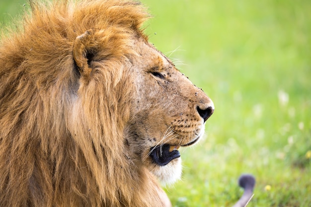 El primer plano del rostro de un león en la sabana de Kenia