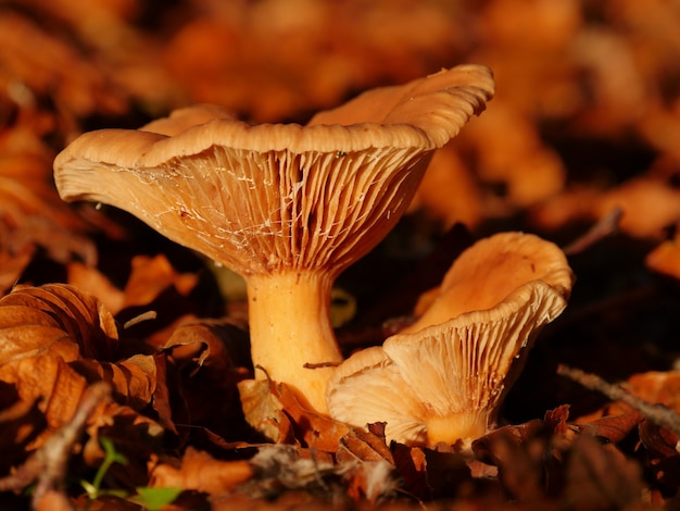 Primer plano de una Russula Integra en el suelo con una gran cantidad de hojas caídas