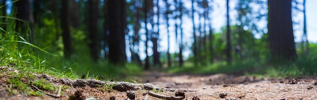 Primer plano de la ruta forestal con conos y raíces Punto de vista bajo en el paisaje natural con un fuerte fondo borroso Entorno ecológico