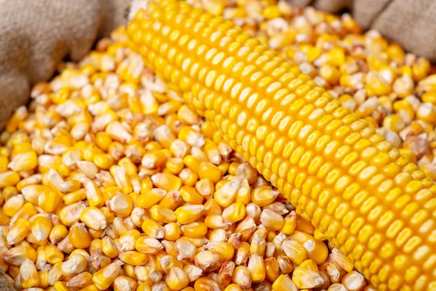 Foto primer plano de un saco de lino lleno de grano de maíz después de la cosecha con cabeza de maíz en la parte superior