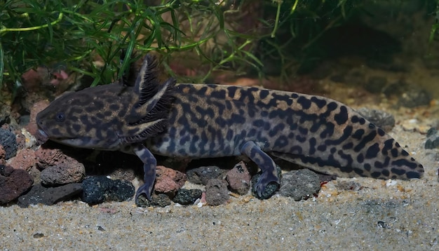 Primer plano de una salamandra de Anderson neoténica adulta en peligro crítico de extinción, Ambystoma anderson, endémica de la laguna de Zacapu