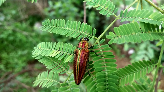 Foto un primer plano de un saltamontes en una hoja