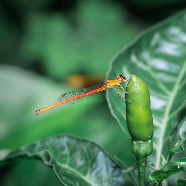 Foto un primer plano de un saltamontes en una hoja