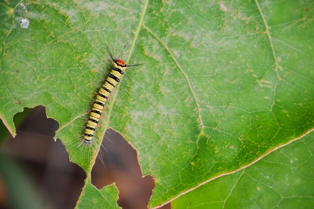 Un primer plano de un saltamontes en una hoja