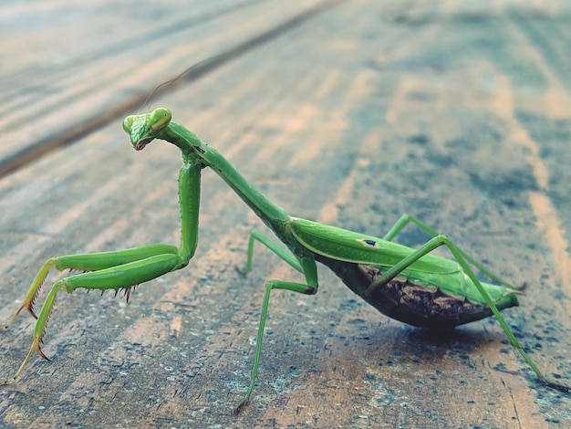 Foto primer plano de un saltamontes en la madera