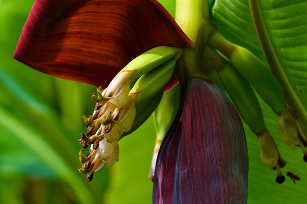 Primer plano de un saltamontes en una planta con flores