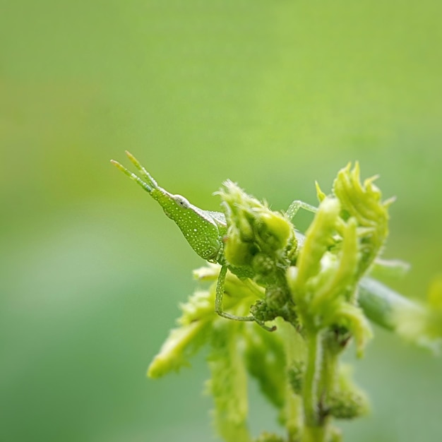 Un primer plano del saltamontes en la planta