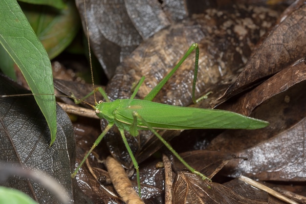 Primer plano Saltamontes verde en el piso de madera