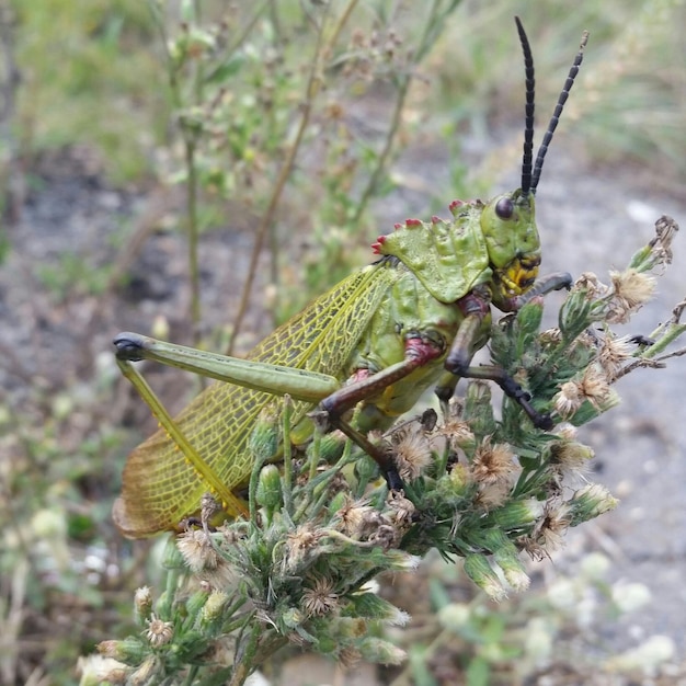 Foto un primer plano del saltamontes verde