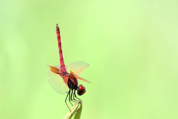 Foto un primer plano del saltamontes