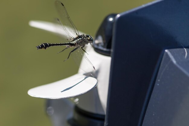 Foto un primer plano del saltamontes