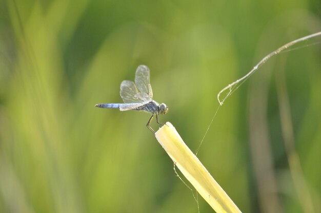 Foto un primer plano del saltamontes