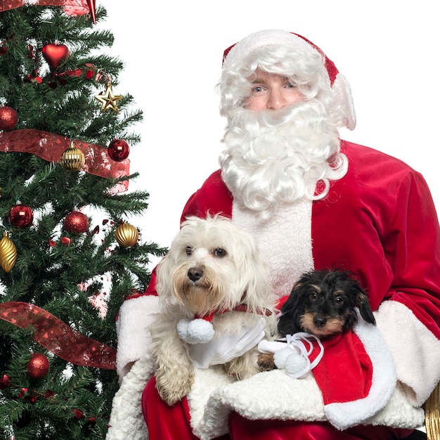 Primer plano de Santa Claus sosteniendo dos perros falderos aislado en blanco