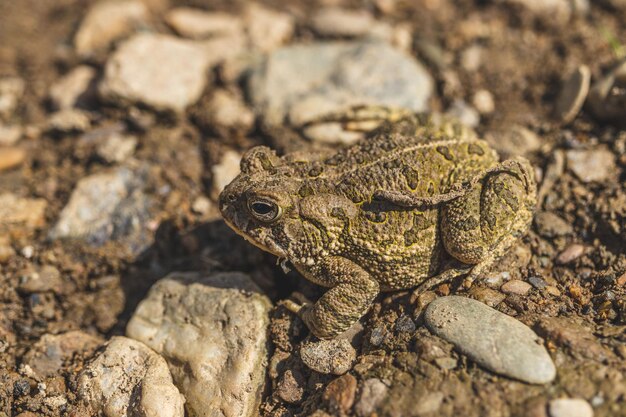 Foto primer plano de un sapo de las casas de madera anaxyrus woodhousii