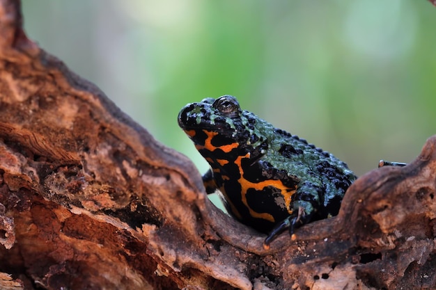 Primer plano de sapo vientre de fuego