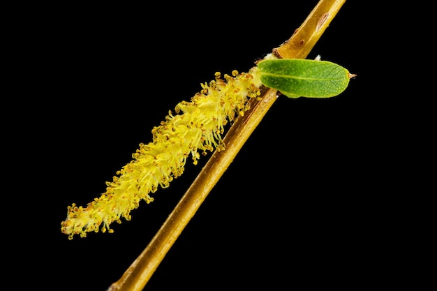 Primer plano de sauce llorón en flor aislado sobre fondo negro