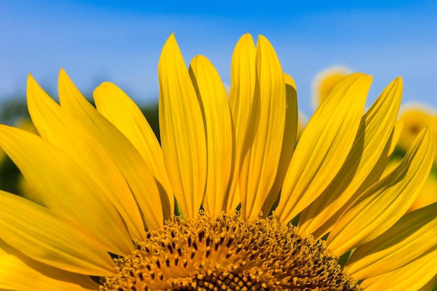 Primer plano de una sección de un girasol