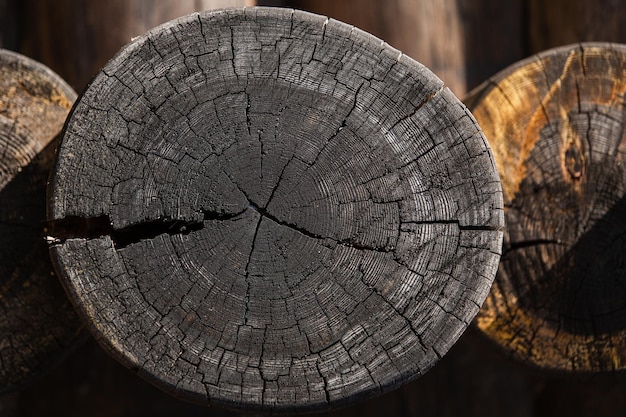 Primer plano de la sección transversal del tronco de un árbol que muestra los anillos de crecimiento