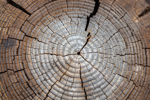 Primer plano seco y agrietado tronco de árbol