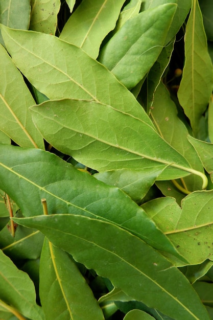 Primer plano de la selección de hojas de laurel Laurus nobilis frescas como una textura